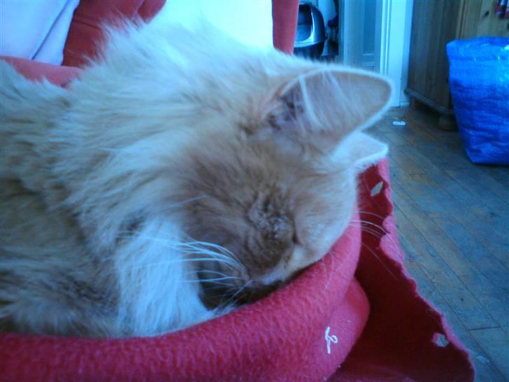 Blanding af racer Dior billede 13