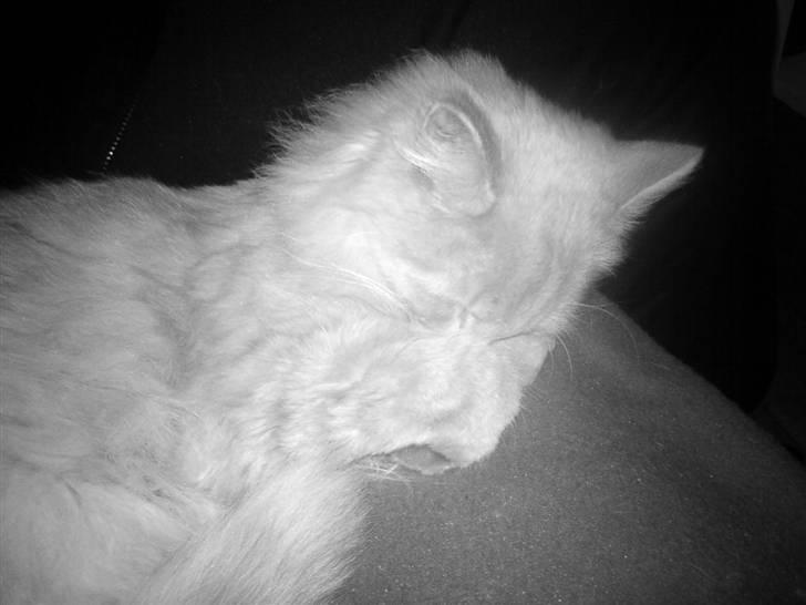 Blanding af racer Dior billede 14