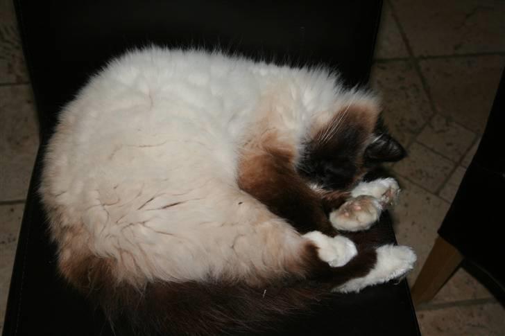 Hellig Birma Oscar billede 1