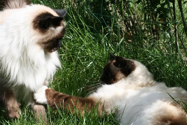 Hellig Birma Oscar billede 2