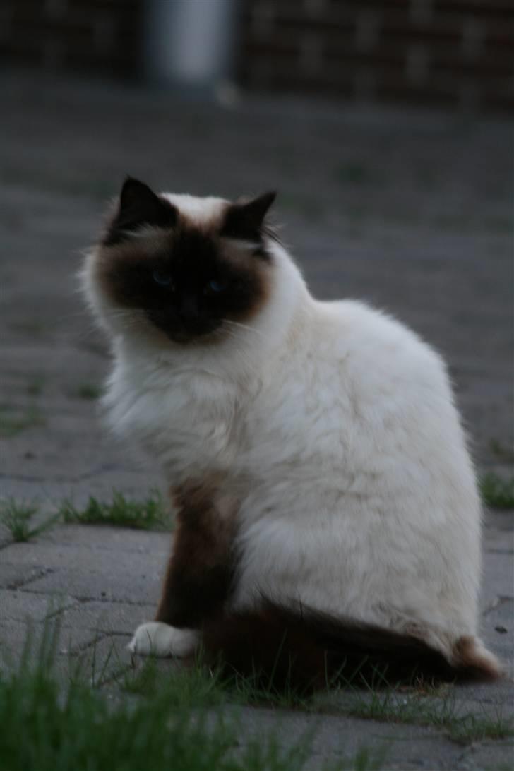 Hellig Birma Oscar billede 3