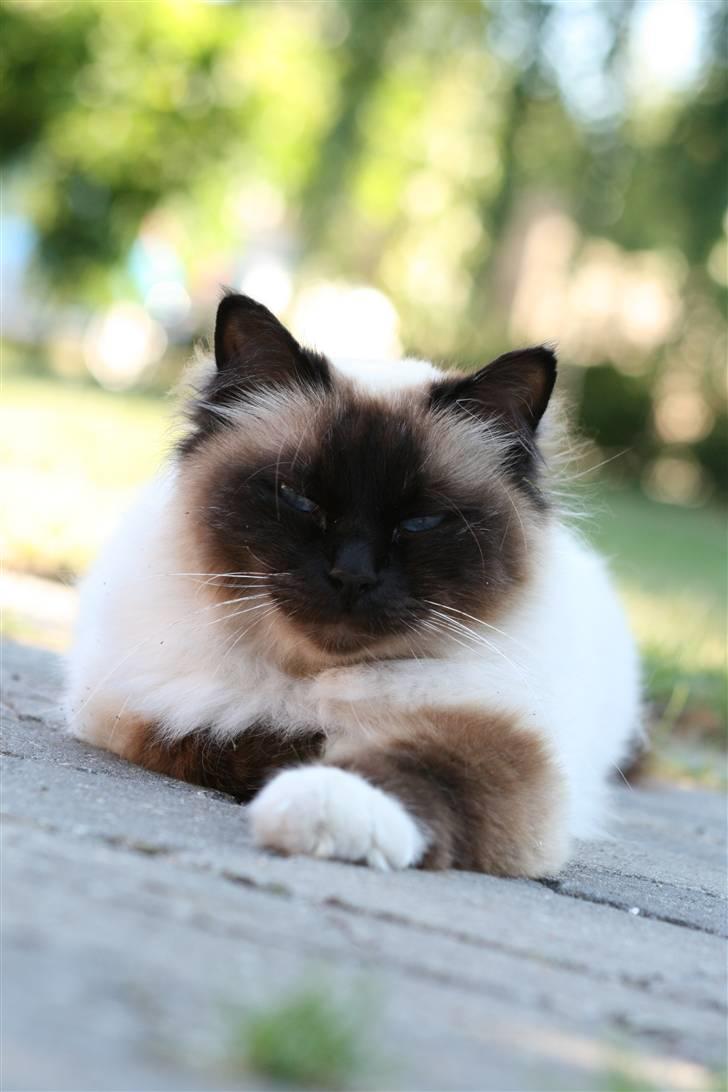 Hellig Birma Oscar billede 4