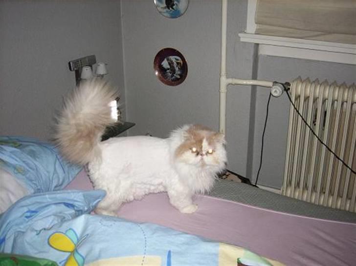 Perser Skatmans Salaso - Salaso er lige blevet klippet..  ;) billede 7