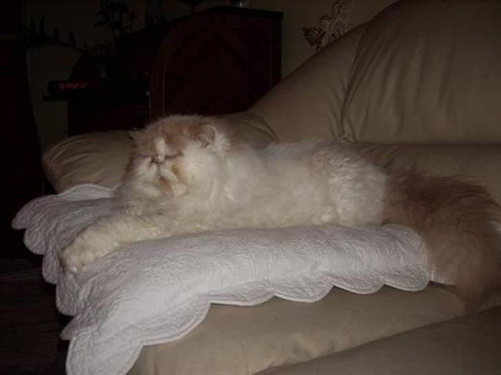 Perser Skatmans Salaso - Pudekongen. billede 8