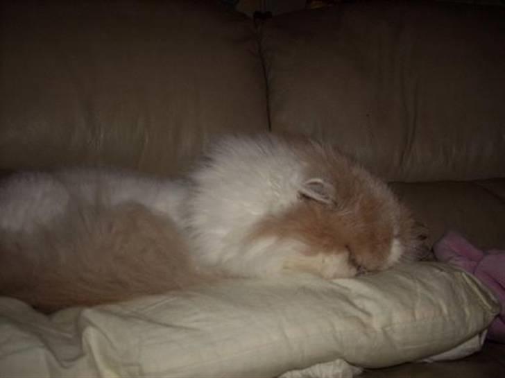 Perser Skatmans Salaso billede 9