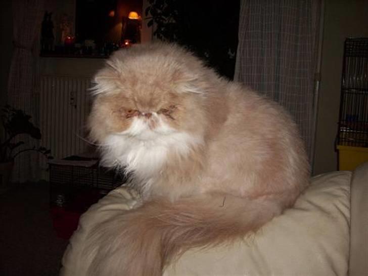 Perser Skatmans Salaso - Salaso`s bror som vi desværre har midstet. billede 10