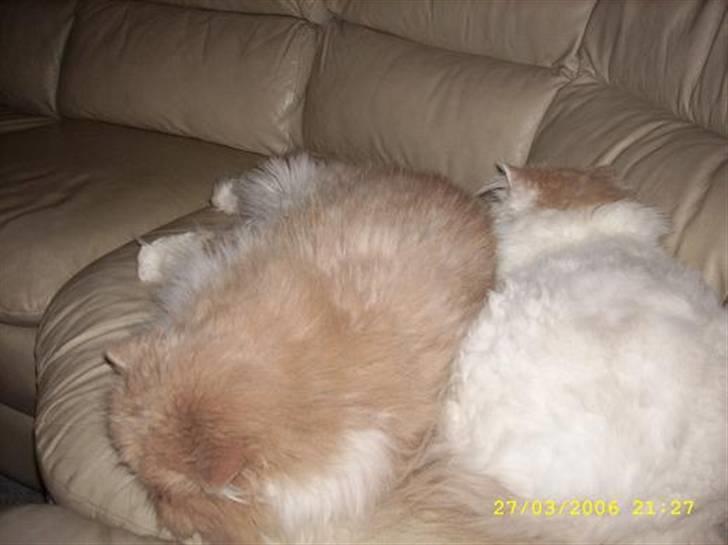 Perser Skatmans Salaso - De bedste venner i verden. billede 11