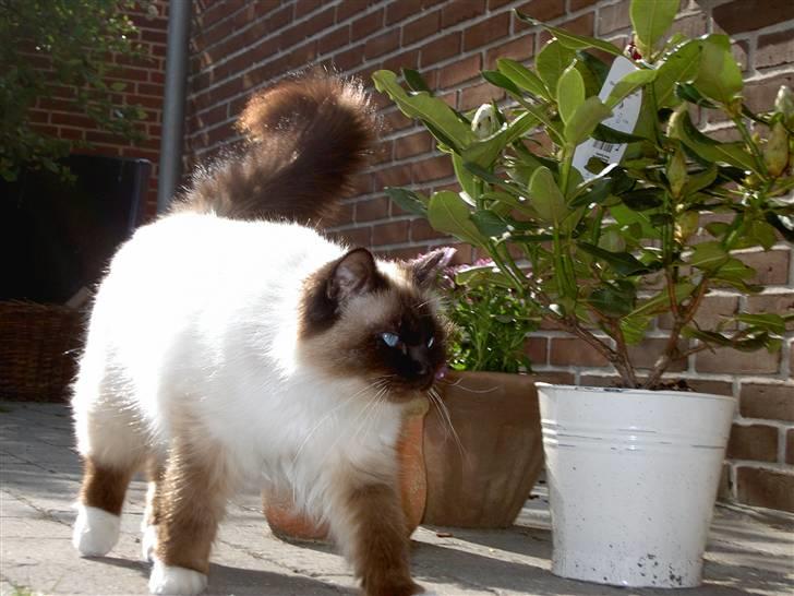 Hellig Birma Oscar billede 5