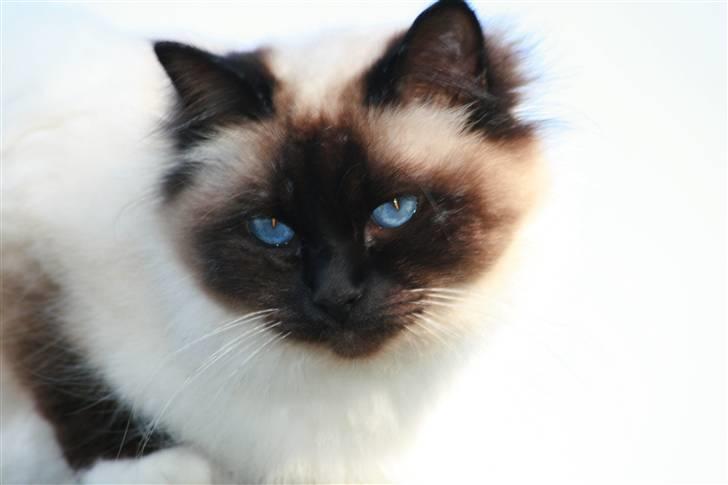 Hellig Birma Oscar billede 6