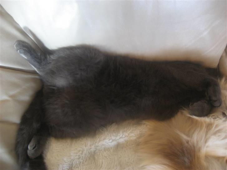 Huskat Isak - okaay nok leg for dag godnat billede 6