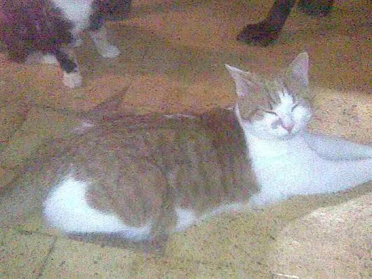 Huskat Kleenex billede 7