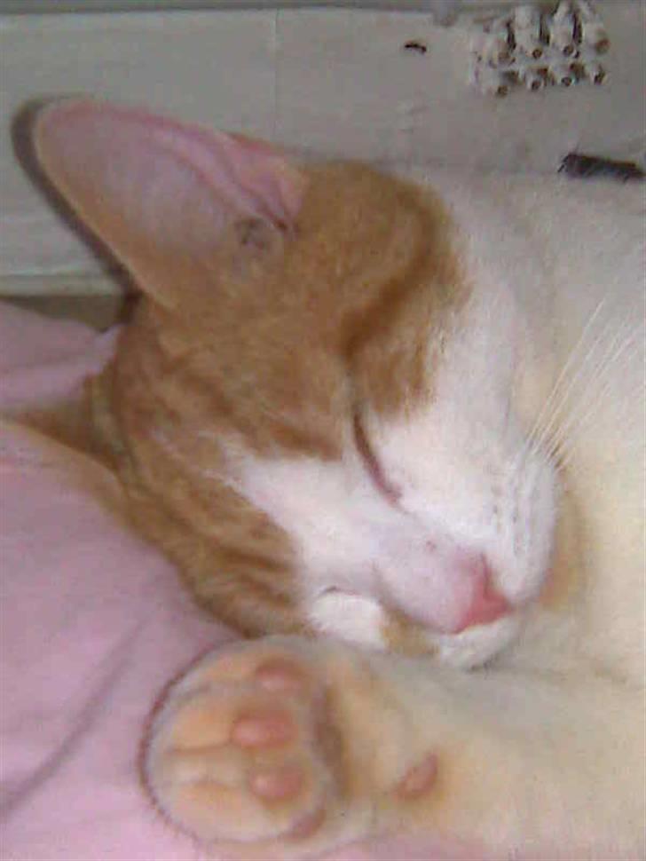 Huskat Kleenex billede 8