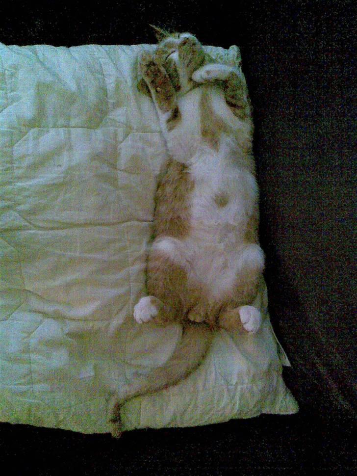 Huskat Baby billede 13