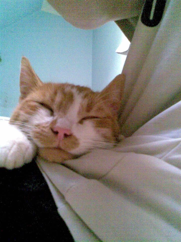 Huskat Baby billede 14