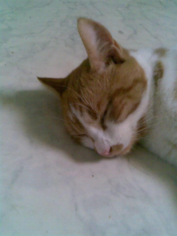 Huskat Baby billede 15