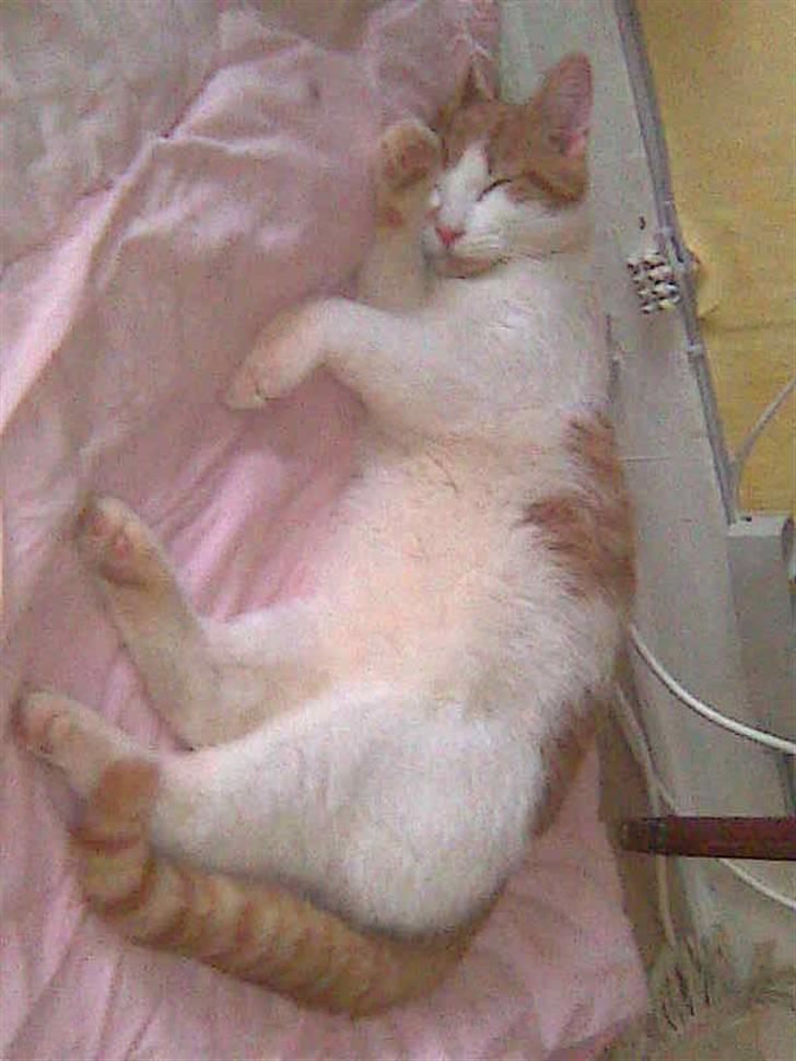 Huskat Kleenex billede 14