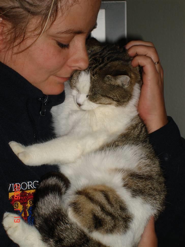 Huskat Miv billede 1