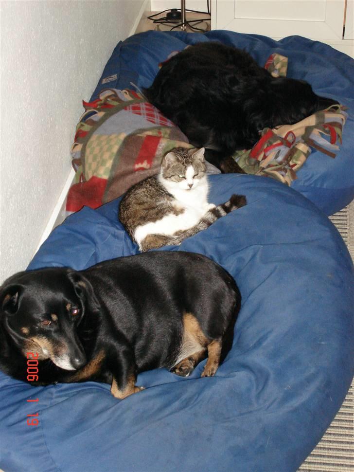 Huskat Miv billede 2