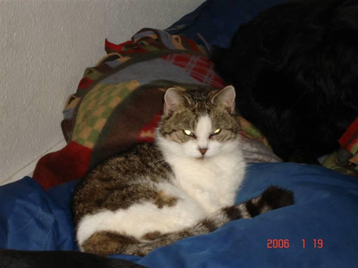 Huskat Miv billede 3