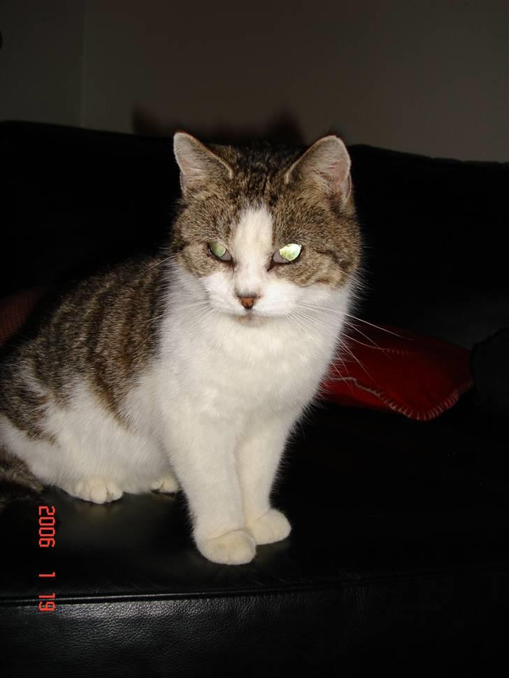 Huskat Miv billede 4