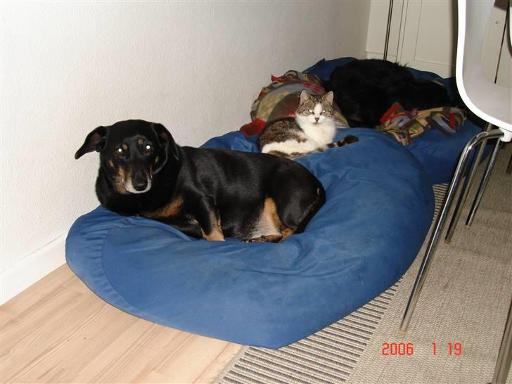 Huskat Miv billede 5