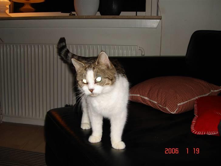 Huskat Miv billede 6