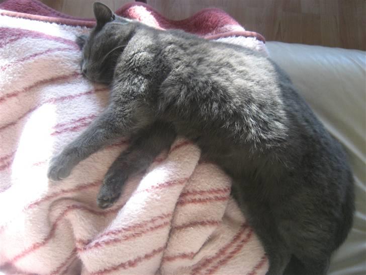 Huskat Isak billede 7