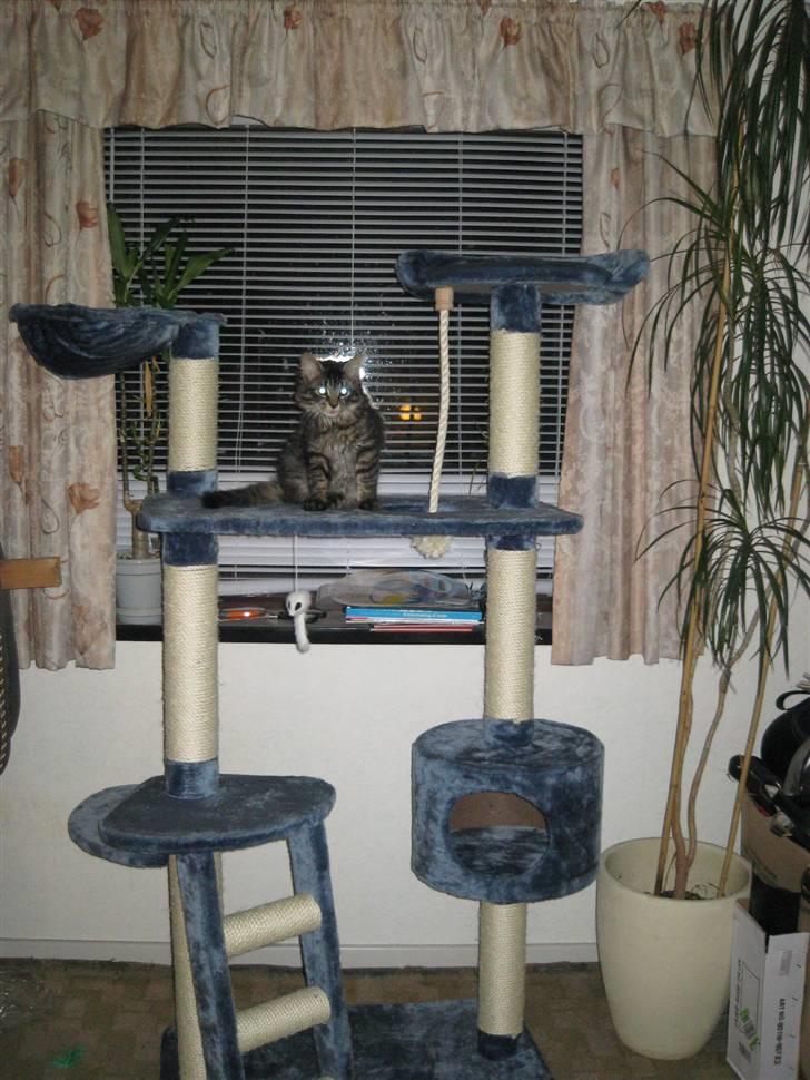 Blanding af racer Lille Miv billede 15