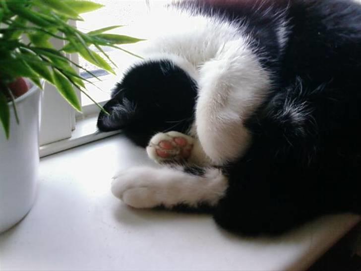 Huskat Sløjfe <3 billede 1