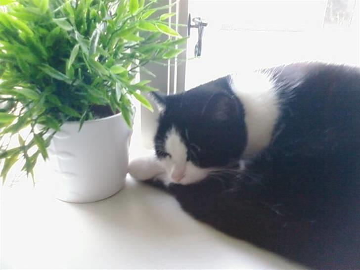 Huskat Sløjfe <3 billede 2