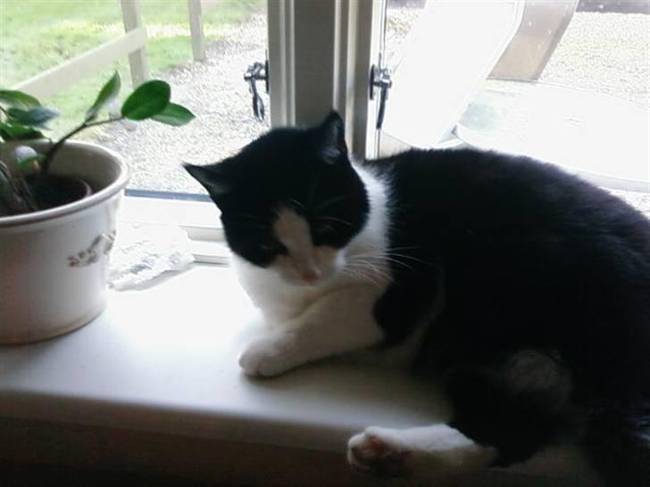 Huskat Sløjfe <3 billede 3