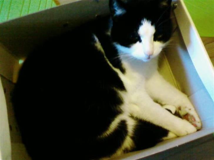 Huskat Sløjfe <3 billede 4