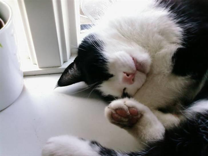 Huskat Sløjfe <3 billede 5