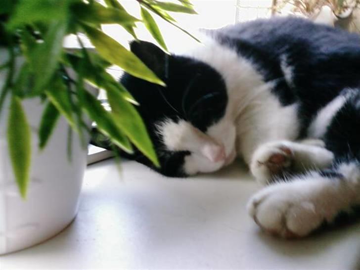 Huskat Sløjfe <3 billede 6