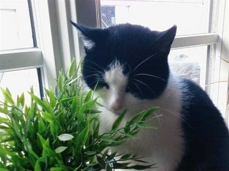 Huskat Sløjfe <3 billede 7