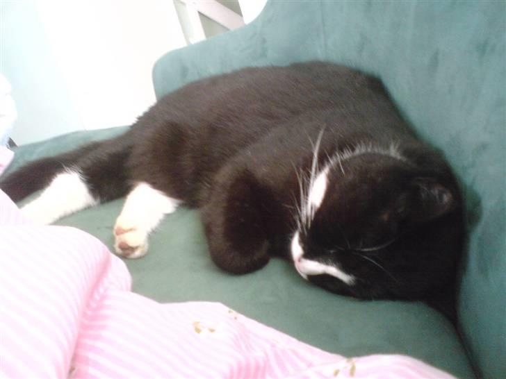 Huskat Allan - Man slapper lige lidt af på sofa´en, ved siden af dynen q: billede 15