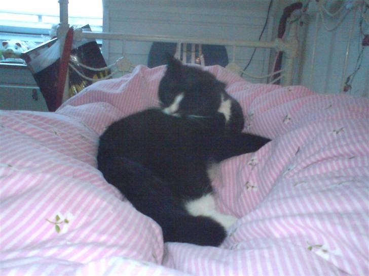 Huskat Allan - Man skal jo også vaskes q; billede 16