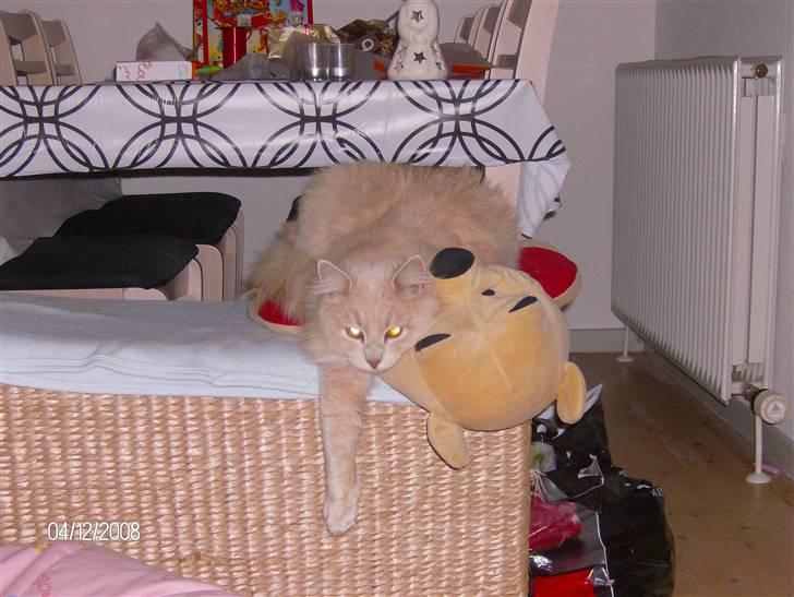 Maine Coon Gismo billede 7