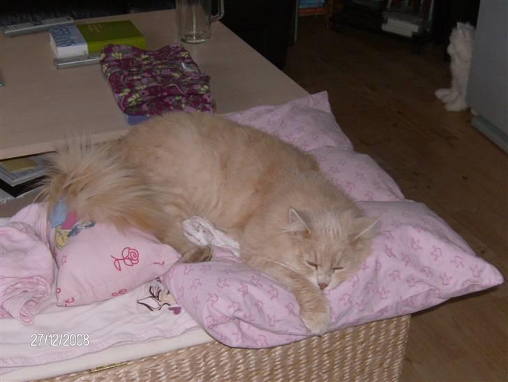 Maine Coon Gismo billede 8