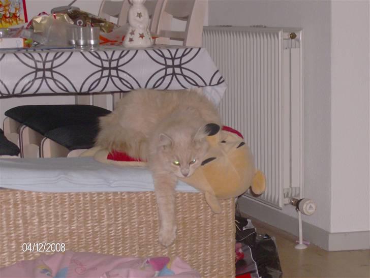 Maine Coon Gismo billede 9