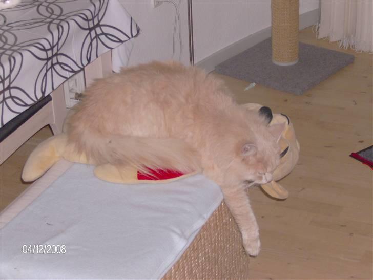 Maine Coon Gismo billede 10