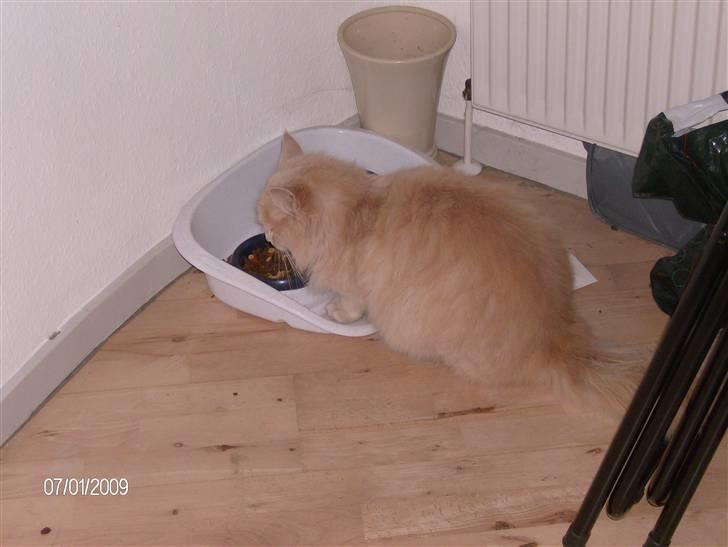 Maine Coon Gismo billede 11