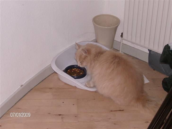 Maine Coon Gismo billede 12