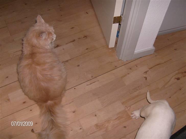 Maine Coon Gismo billede 13