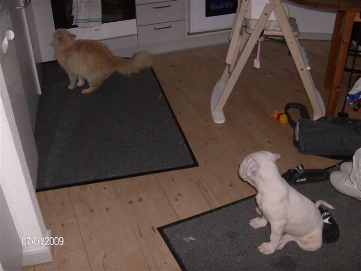 Maine Coon Gismo billede 14