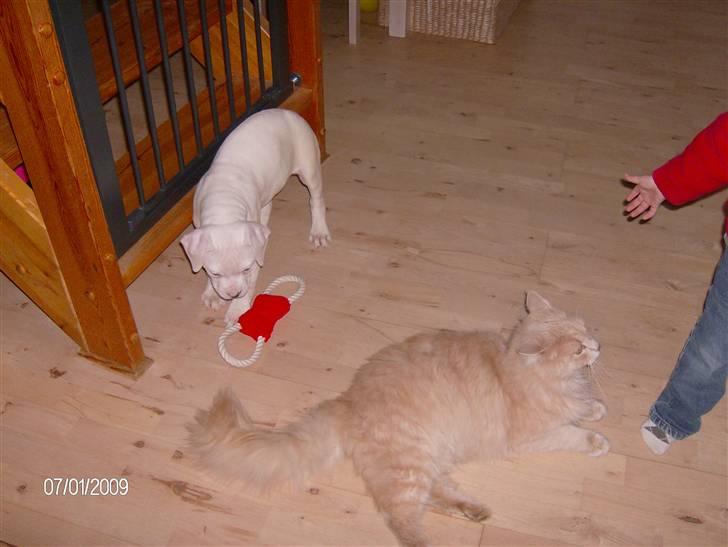 Maine Coon Gismo billede 15