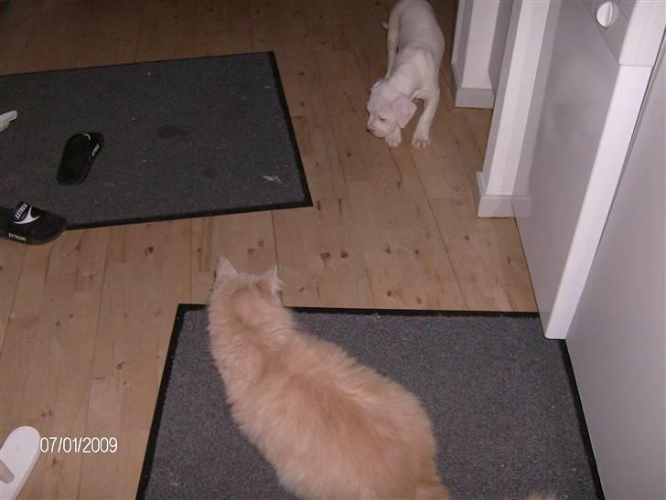 Maine Coon Gismo billede 16