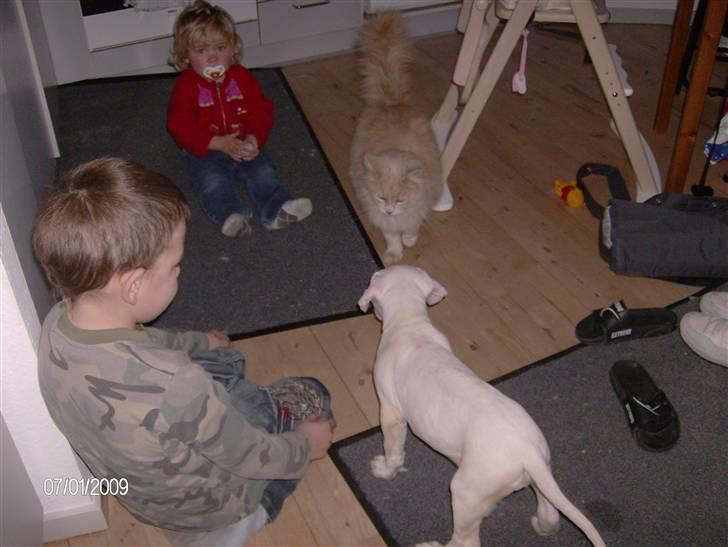 Maine Coon Gismo billede 17