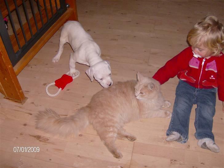 Maine Coon Gismo billede 18