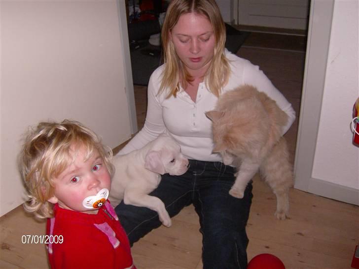 Maine Coon Gismo billede 19